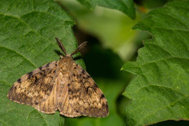 Spongy Moth - Lymantria dispar dispar