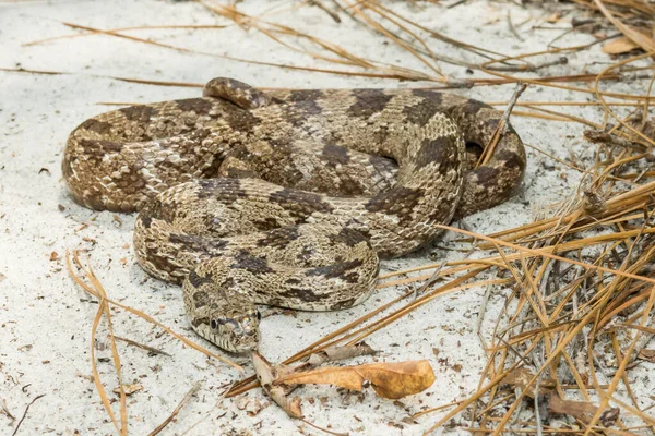 Grå Ratsnake Pantherophis Spiloides — Stockfoto