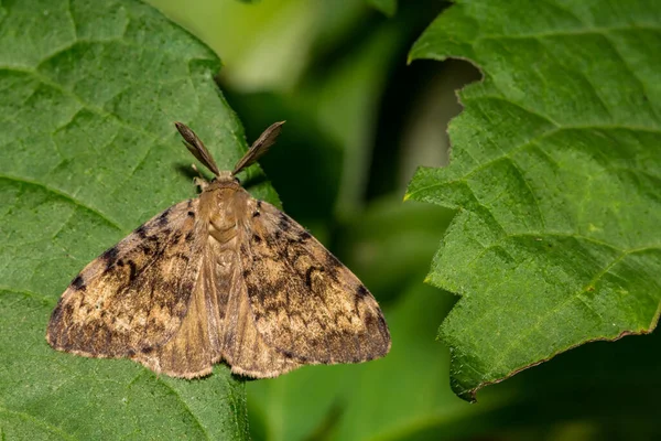 Spongy Moth Lymantria Dispar Dispar — Stockfoto