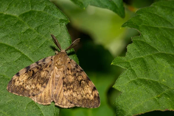 Spongy Moth Lymantria Dispar Dispar — Stockfoto