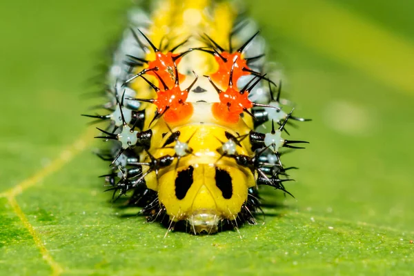 Cecropia Caterpillar Second Instar Hyalophora Cecropia — Φωτογραφία Αρχείου