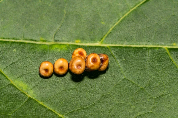 Cecropia Moth Eggs Hyalophora Cecropia — Photo