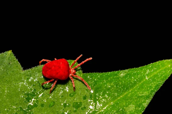 Close Red Velvet Mite Foraging Green Leaf Connecticut — 스톡 사진