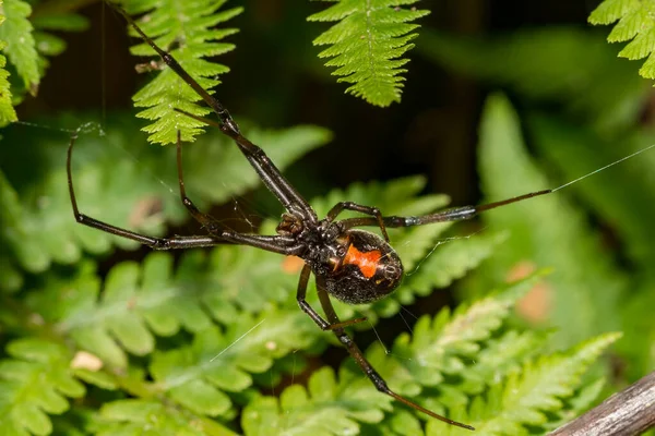 Fekete Özvegy Pók Latrodectus Mactans — Stock Fotó