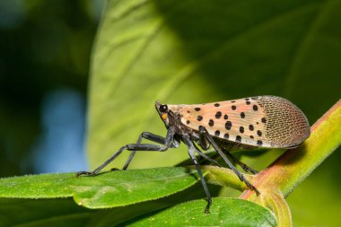 Spotted Lanternfly - Lycorma delicatula