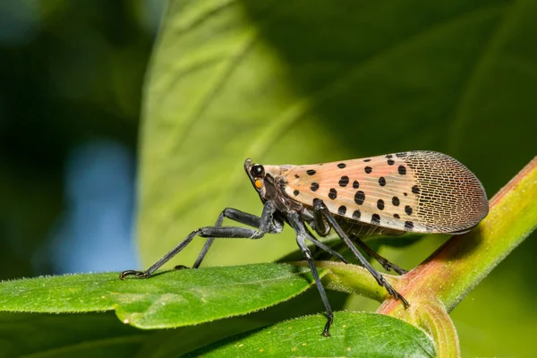 Spotted Lanternfly Lycorma Delicatula — Foto de Stock