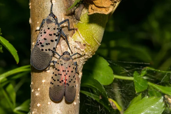 Spotted Lanternfly Lycorma Delicatula — Stockfoto