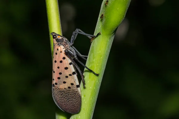 Spotted Lanternfly Lycorma Delicatula — Zdjęcie stockowe