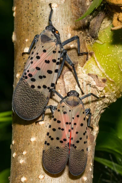 Spotted Lanternfly Lycorma Delicatula — Stockfoto
