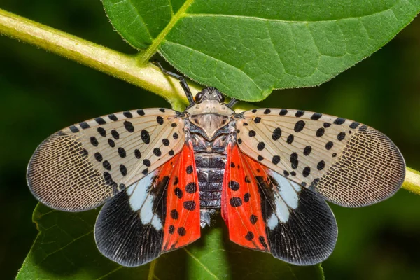 Spotted Lanternfly Lycorma Delicatula — 图库照片
