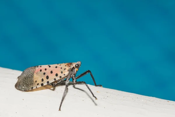 Spotted Lanternfly Found Swimming Pool New Jersey — Stockfoto