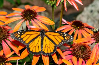 Monarch kelebek - danaus plexippus