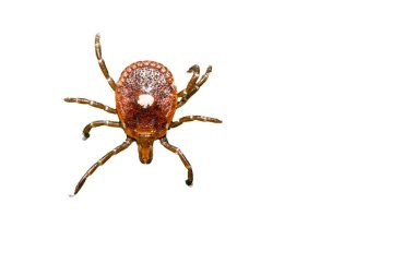 Lone Star Tick - Amblyomma americanum