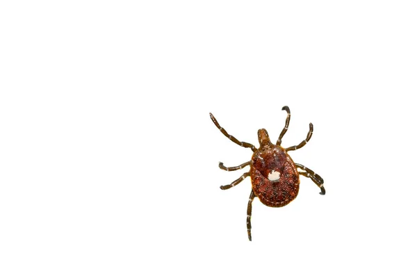 Lone Star Tick Amblyomma Americanum — 스톡 사진