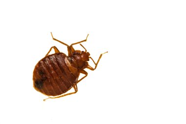 Common Bed Bug - Cimex lectularius clipart