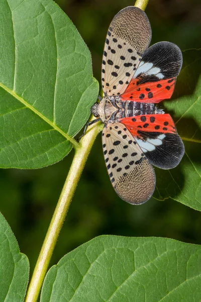 Mosca Linterna Manchada Lycorma Delicatula — Foto de Stock