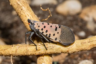 Bir Benekli Lanternfly Ailanthus 'un açıkta kalan köklerinden besleniyor.