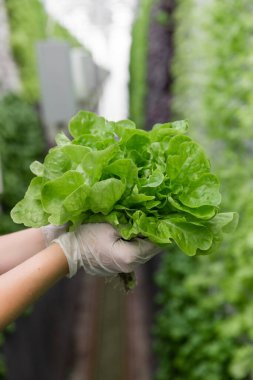 Organik dikey çiftçilikte sıra sıra sebzeler