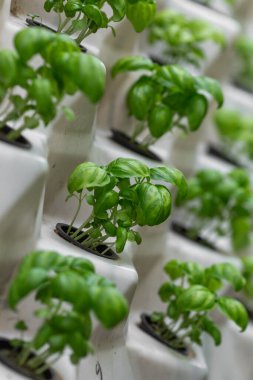 Organik dikey çiftçilikte sıra sıra sebzeler