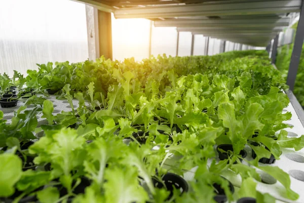 Rows of vegetables in organic vertical farming
