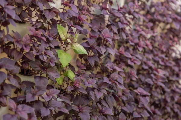 Rows of vegetables in organic vertical farming