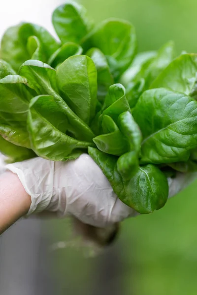 Rows of vegetables in organic vertical farming