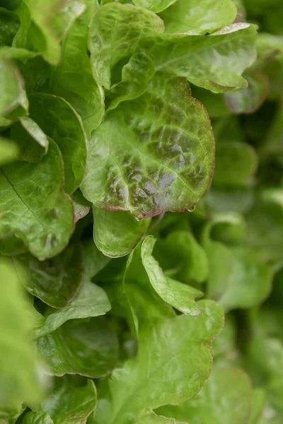 Rows of vegetables in organic vertical farming