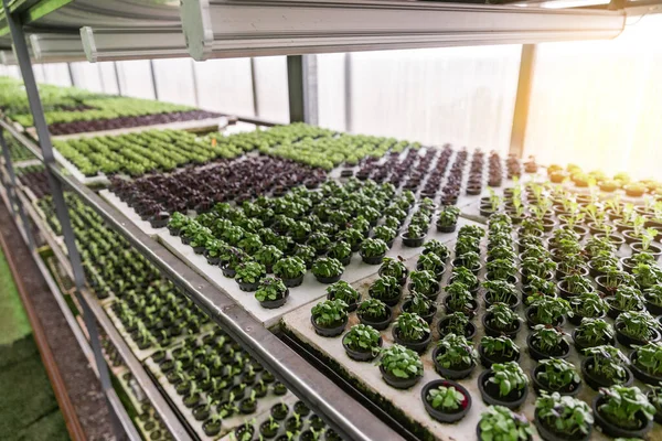 Rows of vegetables in organic vertical farming