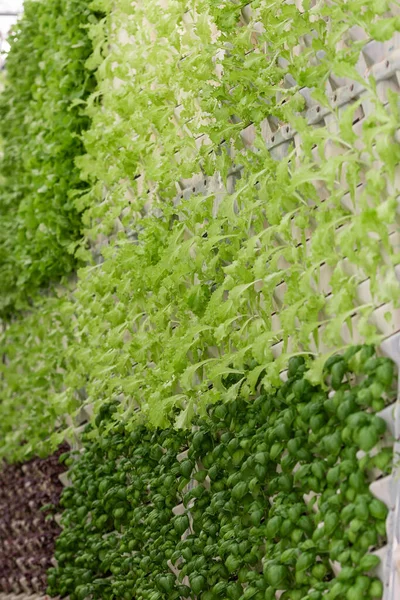 Rows of vegetables in organic vertical farming