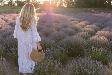Lavanta çiçekleri alan batımında mor elbiseli kadın. Fransa, Provence.