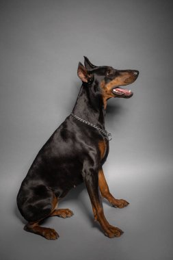 Siyah doberman köpek portresi stüdyo siyah arka plan