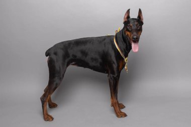 Siyah doberman köpek portresi stüdyo siyah arka plan