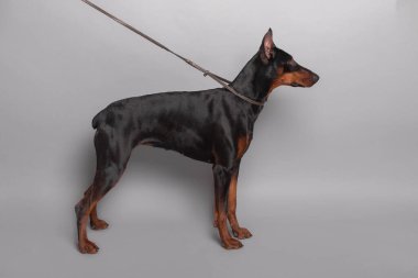 Black doberman dog portrait studio black background