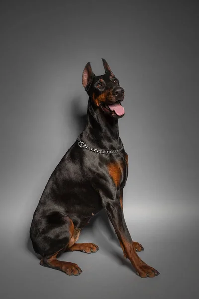 Noir Doberman Chien Portrait Studio Noir Fond — Photo