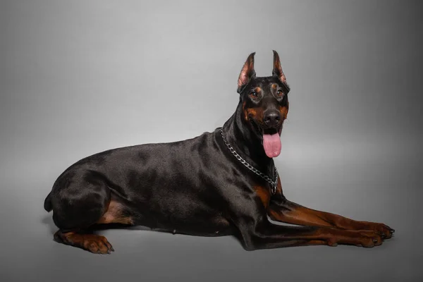 Preto Doberman Cão Retrato Estúdio Preto Fundo — Fotografia de Stock