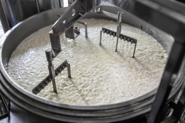 Ev yapımı peynir üreticisi, sabahları inek koyunlarından taze süt ile el yapımı mozzarella üretiyor. Gelenek kavramı: İtalya, mozzarella.