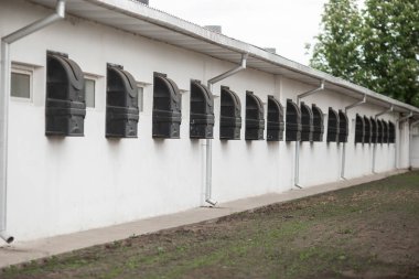 Meraklı domuzlar domuz iş domuz yavrusu besleme domuz annesi ile düzenli ve temiz kapalı konut gruptaki grupta Domuz yetiştiriciliği