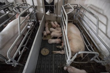 Meraklı domuzlar domuz iş domuz yavrusu besleme domuz annesi ile düzenli ve temiz kapalı konut gruptaki grupta Domuz yetiştiriciliği