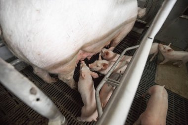 Meraklı domuzlar domuz iş domuz yavrusu besleme domuz annesi ile düzenli ve temiz kapalı konut gruptaki grupta Domuz yetiştiriciliği