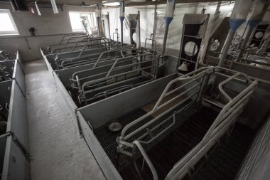 Meraklı domuzlar domuz iş domuz yavrusu besleme domuz annesi ile düzenli ve temiz kapalı konut gruptaki grupta Domuz yetiştiriciliği