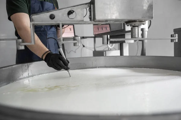 Ev yapımı peynir üreticisi, sabahları inek koyunlarından taze süt ile el yapımı mozzarella üretiyor. Gelenek kavramı: İtalya, mozzarella.