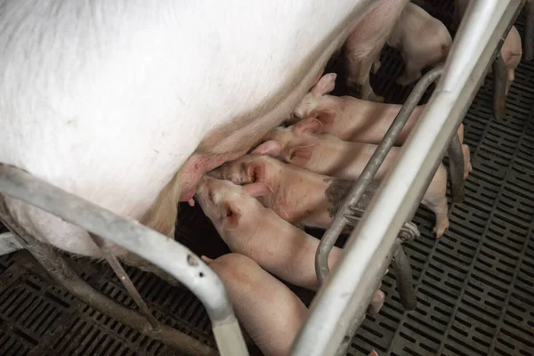 Curious pigs in Pig Breeding farm in swine business in tidy and clean indoor housing farm, with pig mother feeding piglet