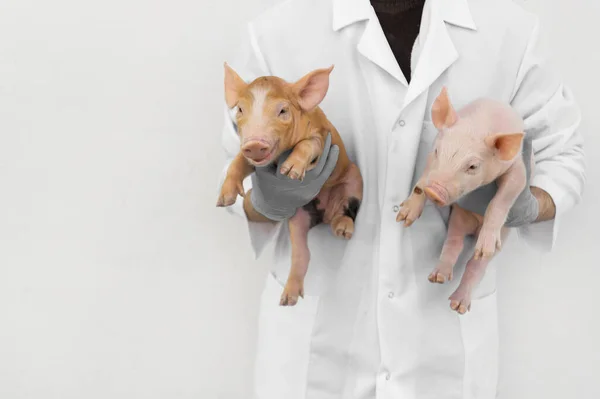 Porcs Curieux Dans Élevage Porcin Exploitation Porcine Dans Une Ferme — Photo