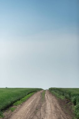 Sahada seçkin arpa kulakları var. Çiftçiler, tarım şirketleri ve tarım şirketleri için gübre reklamları.