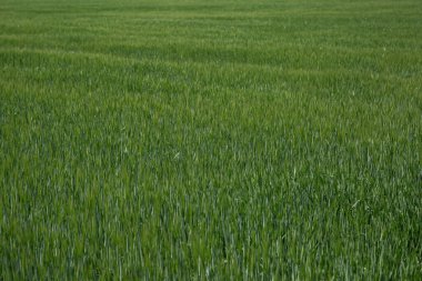 Sahada seçkin arpa kulakları var. Çiftçiler, tarım şirketleri ve tarım şirketleri için gübre reklamları.