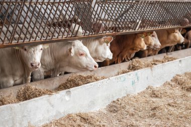 Çiftlikteki inekler. Süt inekleri. İş sırasında süt inekleri önünde taze saman. Çağdaş çiftlik inekleri saman yiyor.