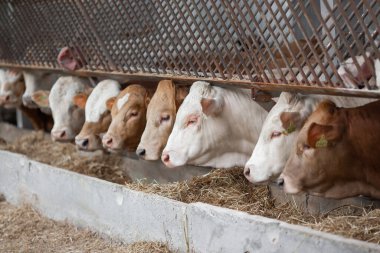 Çiftlikteki inekler. Süt inekleri. İş sırasında süt inekleri önünde taze saman. Çağdaş çiftlik inekleri saman yiyor.