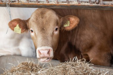 Çiftlikteki inekler. Süt inekleri. İş sırasında süt inekleri önünde taze saman. Çağdaş çiftlik inekleri saman yiyor.