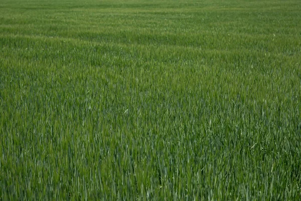 フィールド内のエリート大麦の壮大な耳 農業会社及び農業所有物に対する肥料の広告 — ストック写真