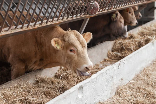 Cows in a farm. Dairy cows. fresh hay in front of milk cows during work. Modern farm cowshed with milking cows eating hay